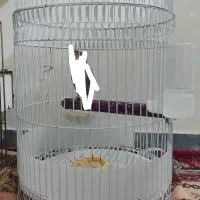 قفس معاوضه با قفس کاسکویی
