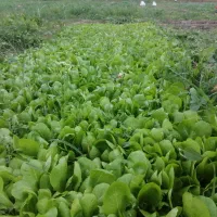 نهال کاهو اصل متری 100هزار تومان