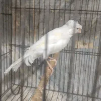 قناری نر|پرنده|باقرشهر, |دیوار