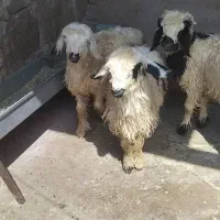 بره خوشگل عروسک