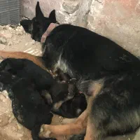 واگذاری سگ ژرمن ورک