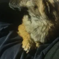 واگذاری سگ پاپی