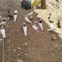 کبوتر رنگی|پرنده|بندر ماهشهر, |دیوار
