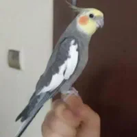 عروس هلندی و مرغ عشق فنچ|پرنده|قوچان, |دیوار