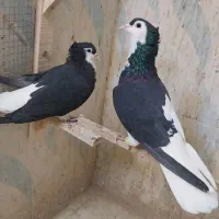 چپ سیاه نر ماده