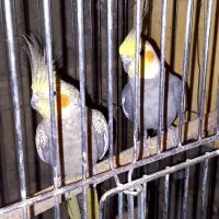 با سلام فروش عروس هلندی|پرنده|خرامه, |دیوار