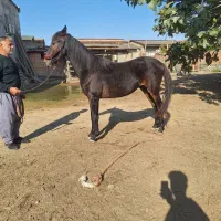 اسب اصیل نریون|اسب و تجهیزات اسبسواری|کردکوی, |دیوار