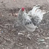 خروس گلین لری اصیل