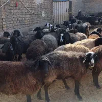 میش جوون و سالم سیاه کبود اصل قمی