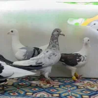 8تا حیوون بوم