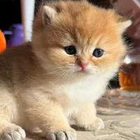 گربه های اصیل و خالص و شجره دار