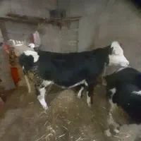 عرضه گوشت گوساله و بره سبک وزن واقعی