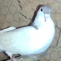 معاوضه با ماده|پرنده|ماهنشان, |دیوار