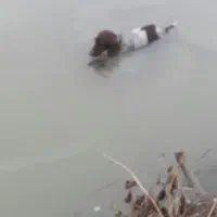 واگذاری پینتر آلمان شکاری|سگ|صومعهسرا, |دیوار