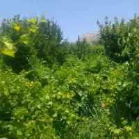 فروش باغ درابعاد مختلف در سی سخت
