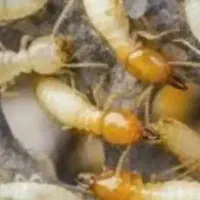 سمپاشی تضمینی|خدمات نظافت|ایلام, |دیوار