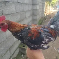 خروس تزئینی (ژاپنی)|پرنده|سیاهکل, |دیوار