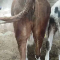گاو ماده گوشتی چاق