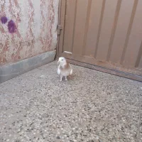 ماده طوق زرد|پرنده|کرمان, |دیوار