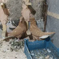 جوانه زردمسفید|پرنده|سبزوار, پاسداران|دیوار