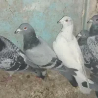 چند جفت کبوتر بفروش میرسد