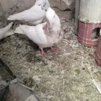 چند کفتر طوقی معاوضه با قناری|پرنده|شیراز, شهرک گلستان|دیوار