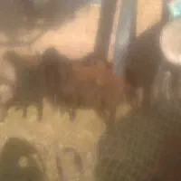 گوسفند زنده نر