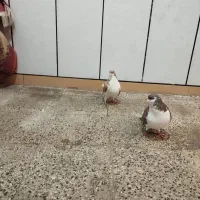 سوسنگرد روستای جلالیه جنوبی