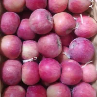 سیب درختی استخوانی مجلسی