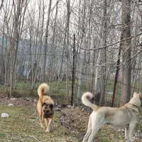 توله های سراب اصیل|سگ|سنگر, |دیوار