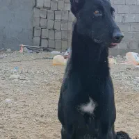 سگ مالنیوز بلک