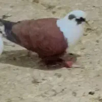 کبوترسرسفید یا مخملی|پرنده|فردوس (کرمان), |دیوار