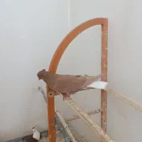 زرد دم سفید