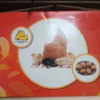 دستگاه جوجه کشی ۴۸ عددی