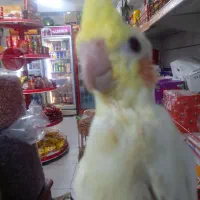 طوطی عروس سوپر رام لوتینو چشم شرابی