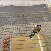 سهره|پرنده|همدان, |دیوار