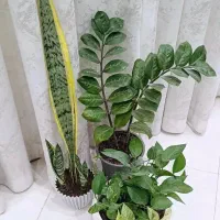 فروش گل یکجا