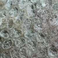 سنگ فسیل زنده هرکس مایل هست من در خدمتم