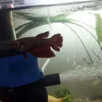 کت فیش و فایتر ماده|ماهی|شاهینشهر, خانه کارگر|دیوار