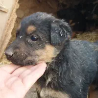 توله میکس ژرمن|سگ|کرمانشاه, |دیوار