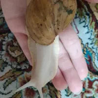 حلزون آزمایشگاهی کوچک و بزرگ