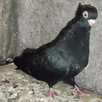 گوشی اندروید