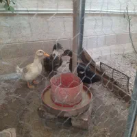 اوردک محلی|حیوانات مزرعه|خمینیشهر, |دیوار