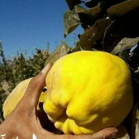 پیش فروش نهال به اصفهان|خدمات باغبانی و درختکاری|بوئین زهرا, |دیوار