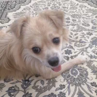 پامر.|سگ|قم, شاه ابراهیم|دیوار