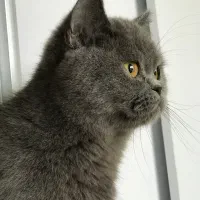 واگذاری گربه نر و ماده بریتیش