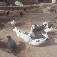 ۱۶ تا کبوتر پرشی نر قلدور|پرنده|اسفراین, |دیوار