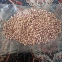 لوبیا چیتی تازه