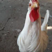 دوتاخروس|حیوانات مزرعه|مسجد سلیمان, |دیوار