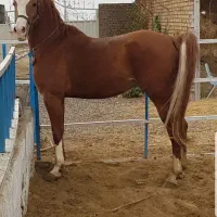 اسب|اسب و تجهیزات اسبسواری|تبریز, |دیوار